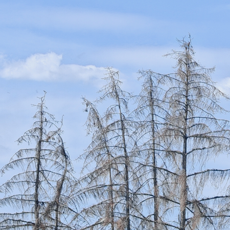 Figyelmeztető jelek a kertben: felgyorsult a lucfenyők pusztulása Magyarországon